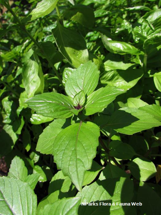 Ocimum_basilicum_Cinnamon_Vicky_Lim_Yen_Ngoh_4