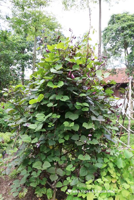 NParks Lablab purpureus