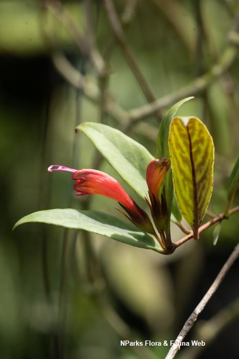 Aeschynanthus_longicaulis