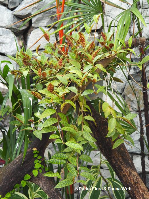 Aeschynanthus_longicaulis