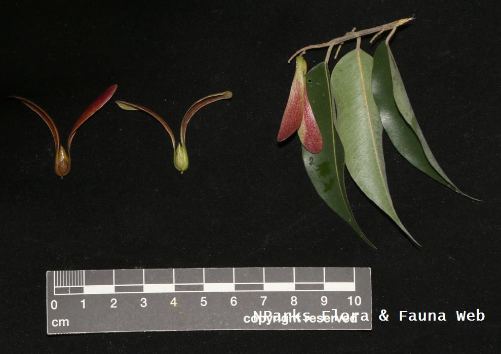 Hopea_ferruginea_Cerlin_Ng_1