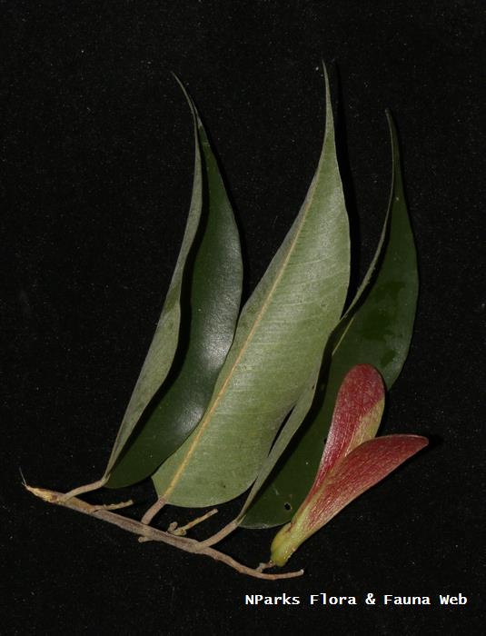 Hopea_ferruginea_Cerlin_Ng_2