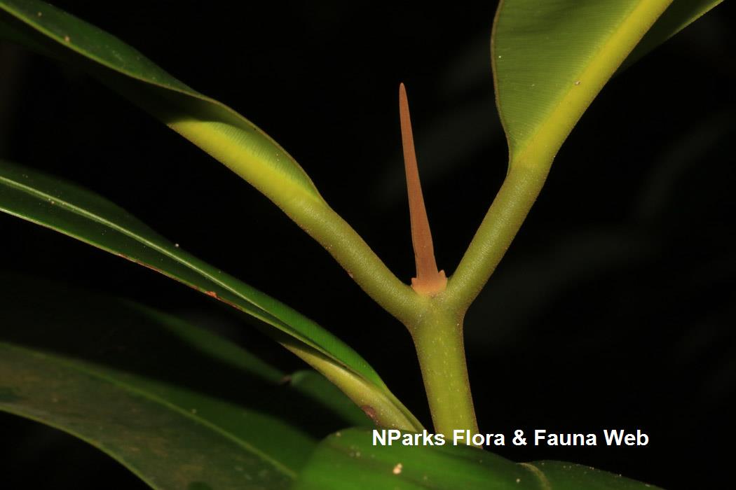 Calophyllum wallichianum var. incrassatum