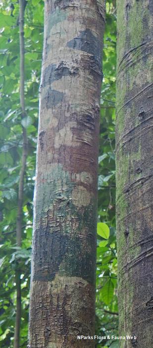 Calophyllum wallichianum var. incrassatum
