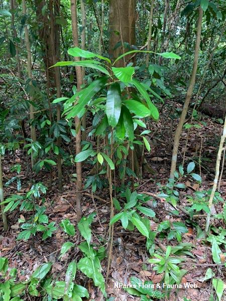 Calophyllum wallichianum var. incrassatum