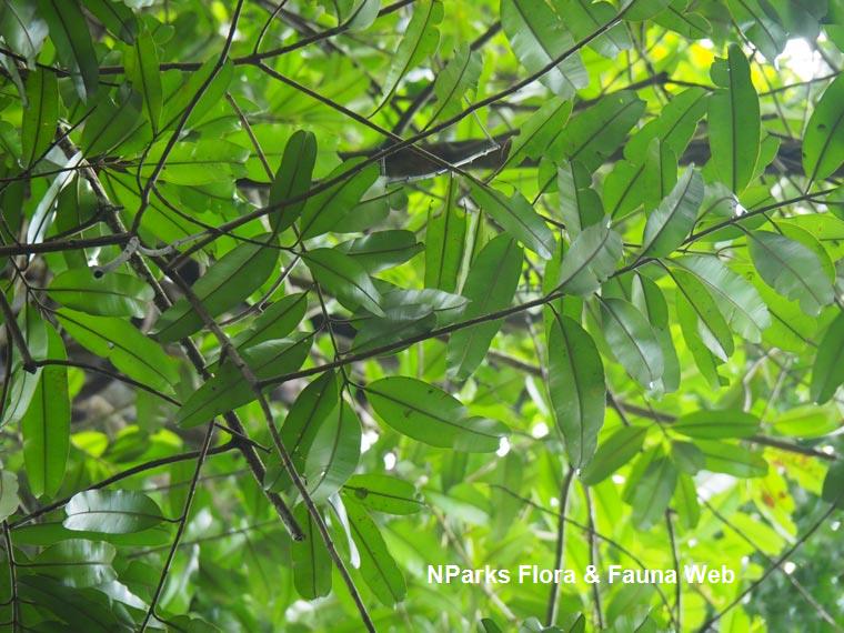 Calophyllum wallichianum var. incrassatum