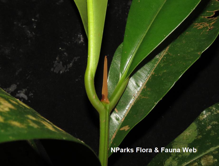 Calophyllum wallichianum var. incrassatum