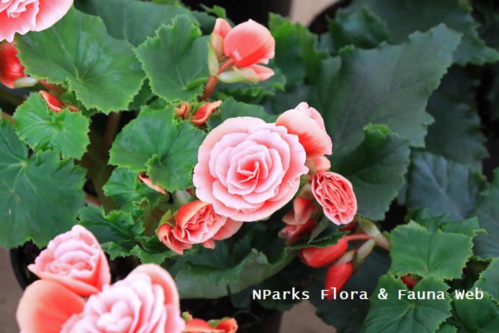 Begonia Tuberosa Group_Low Wei Teng