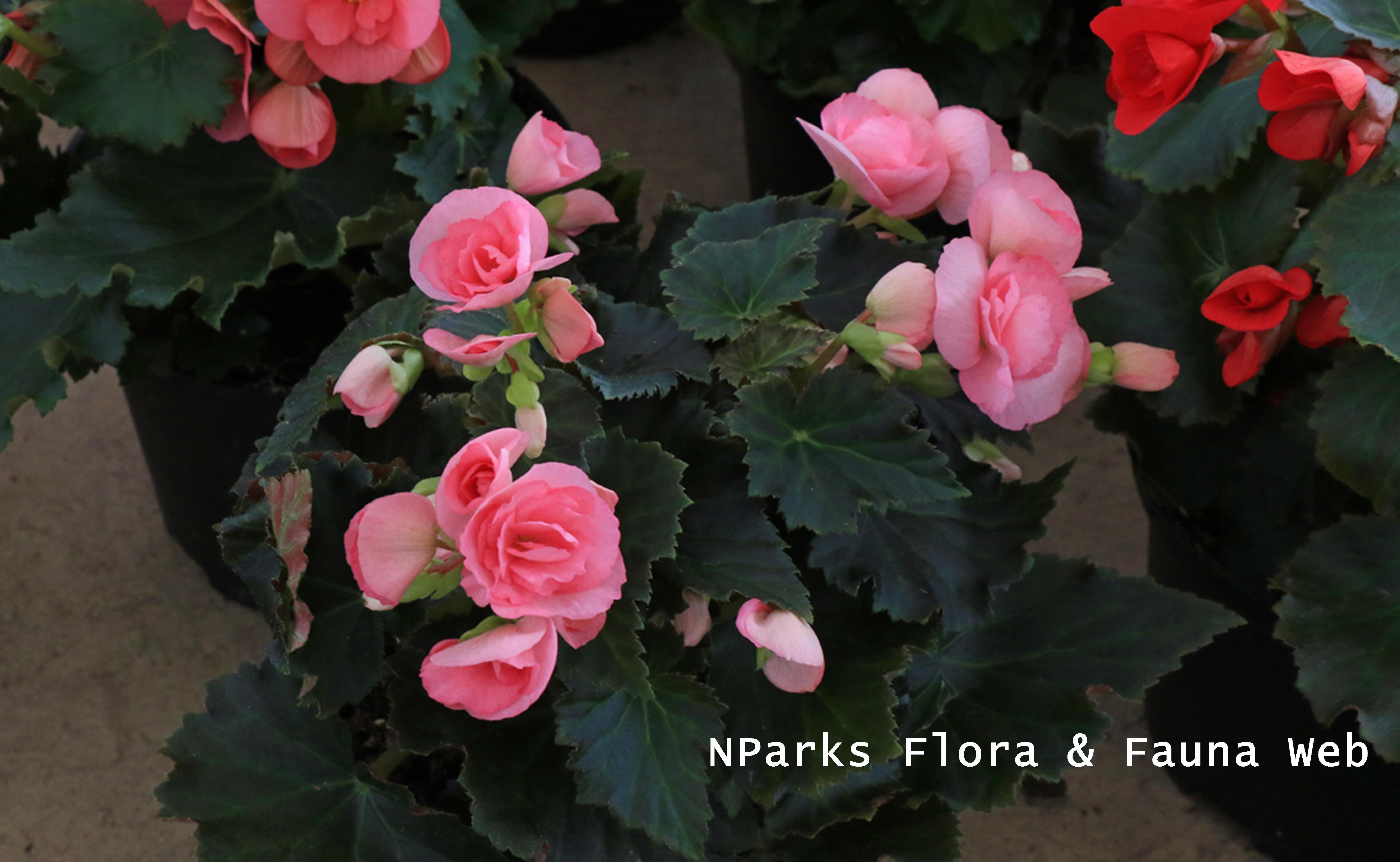 Begonia Tuberosa Group_Low Wei Teng