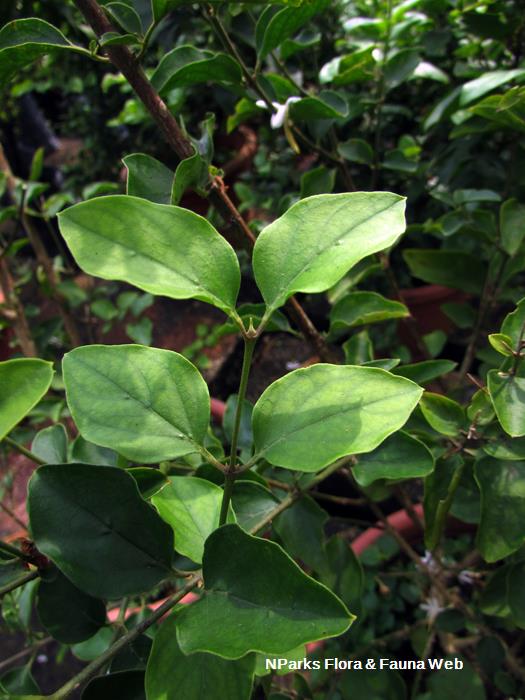 Jasminum auriculatum