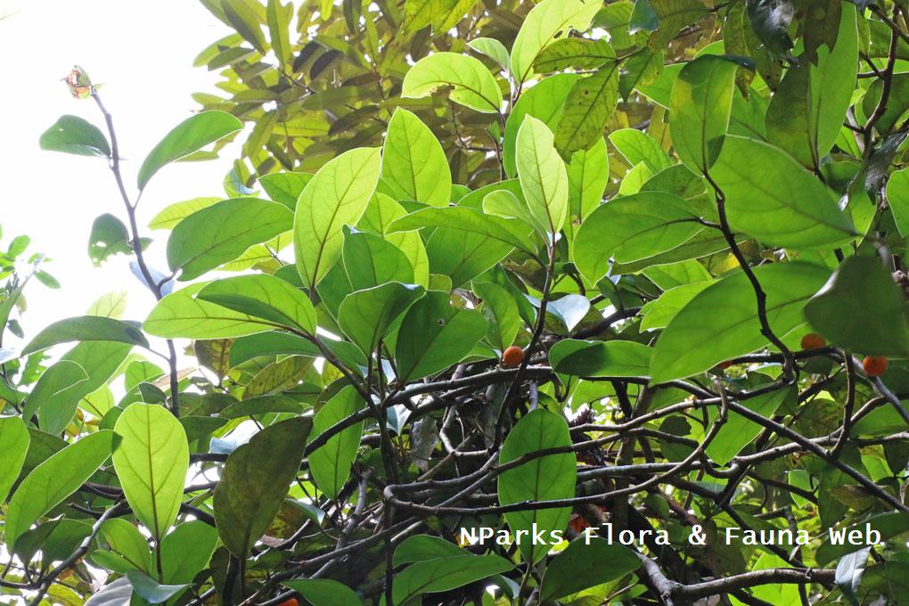 Ficus apiocarpa_Low Wei Teng