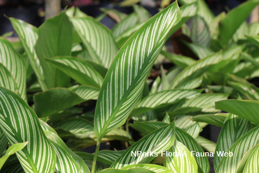 Goeppertia elliptica 'Vittata'_Low Wei Teng