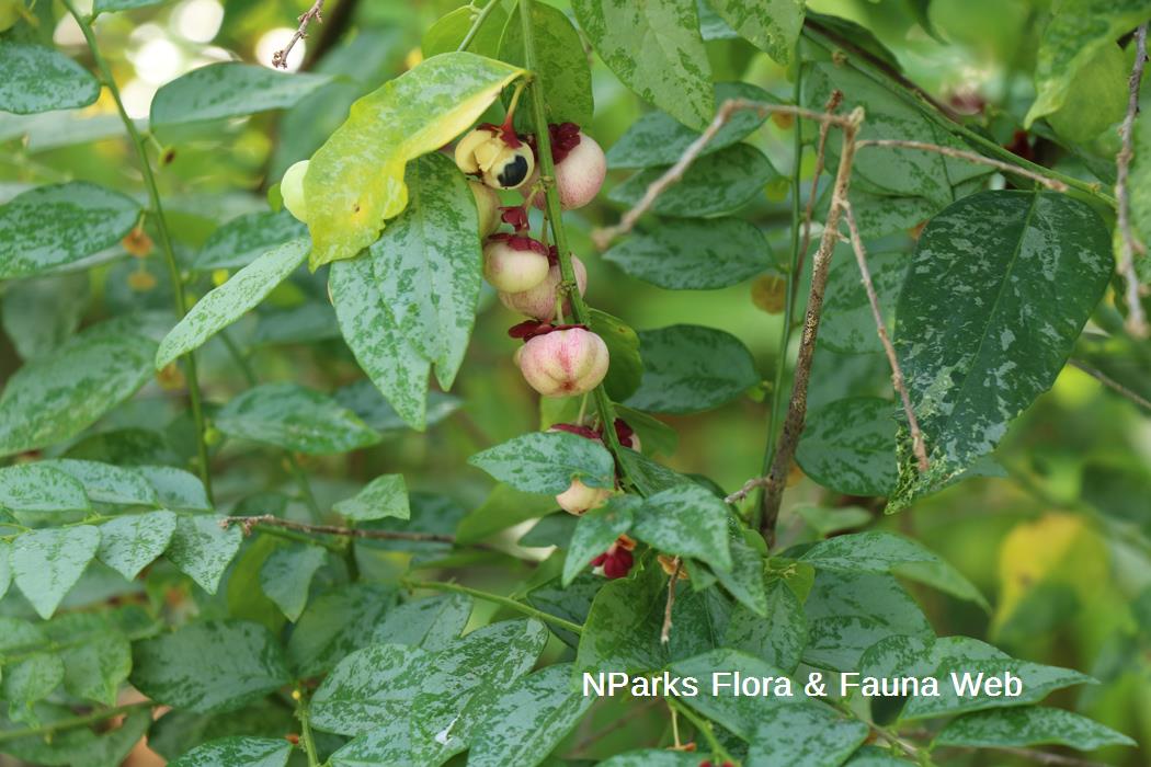 Breynia androgyna variegated_Jennie Tang_1rs