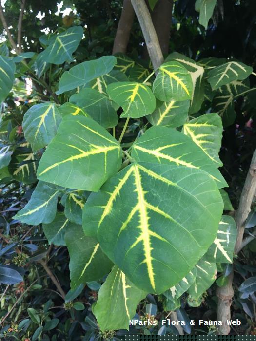 NParks Erythrina variegata