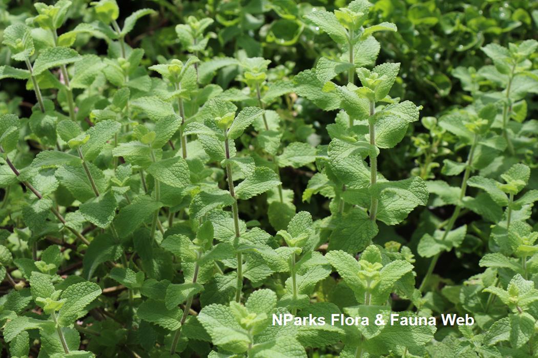 NParks | Mentha suaveolens