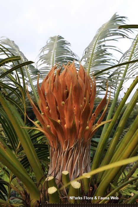 Cycas edentata