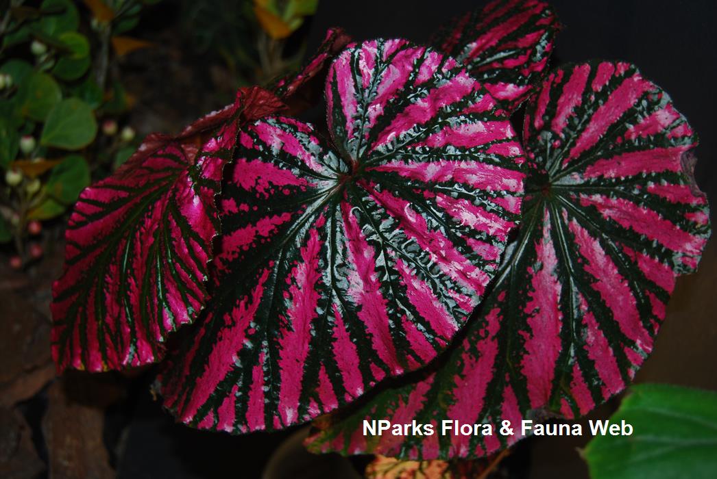 Begonia brevirimosa ssp. exotica