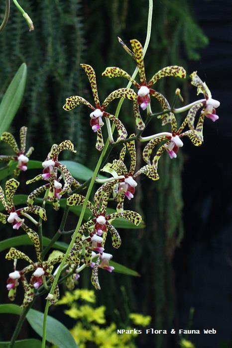 x Aranda Bertha Braga