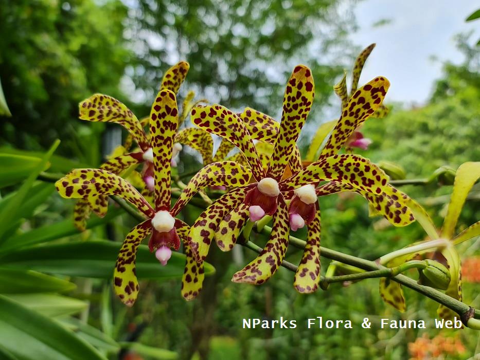 x Aranda Bertha Braga