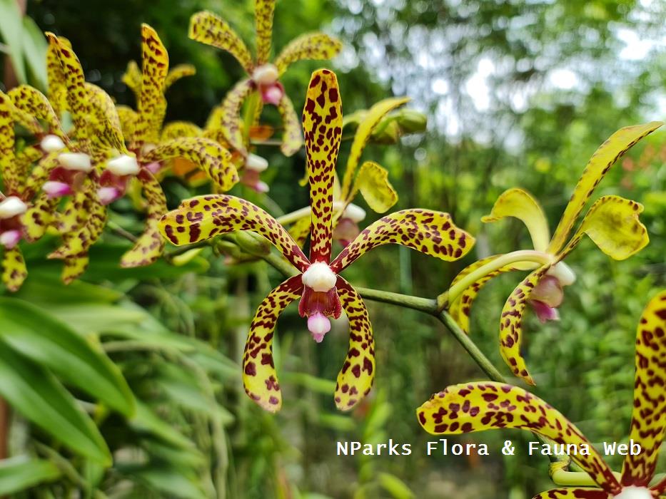 x Aranda Bertha Braga