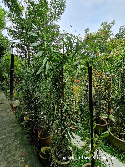 x Aranda Bertha Braga