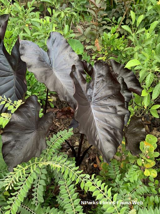 Colocasia_Black_Coral_WeiTeng