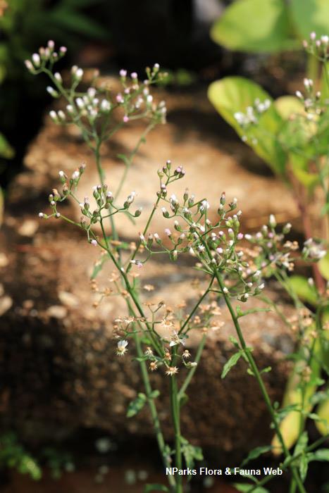 Cyanthillium_cinereum_Vicky_Lim_Yen_Ngoh_1r