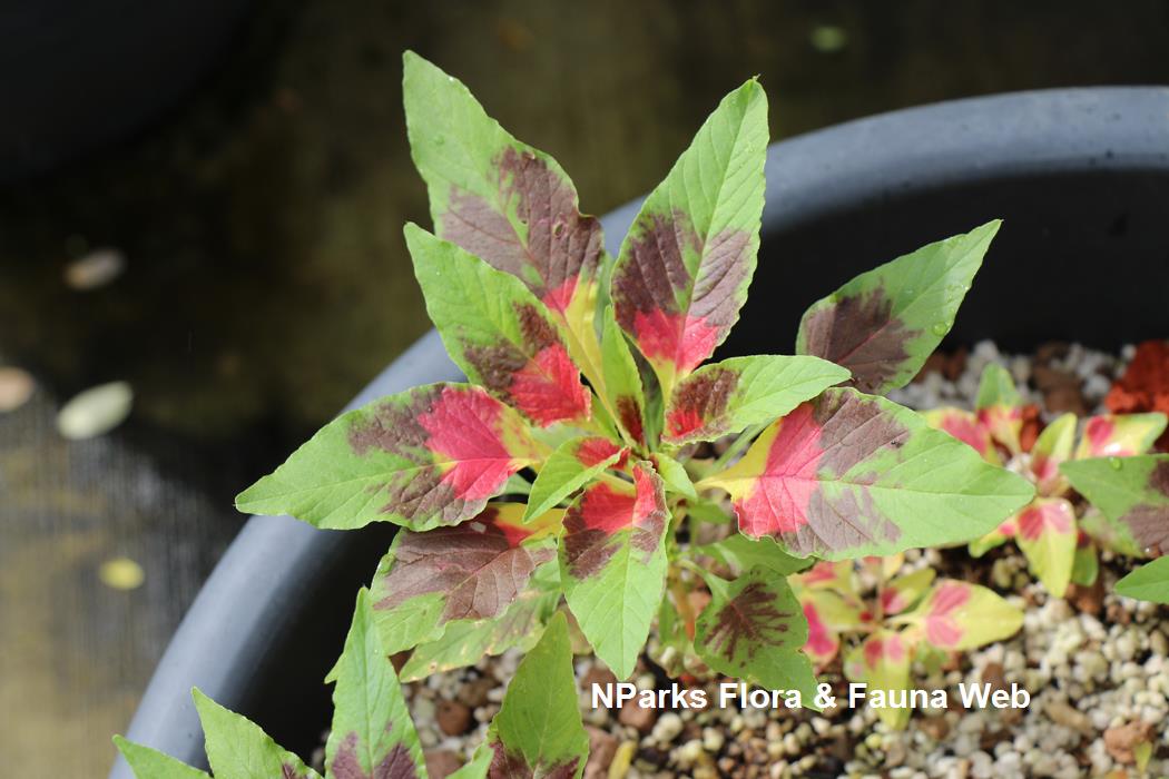 Amaranthus tricolor cv_Jennie Tang_1rs