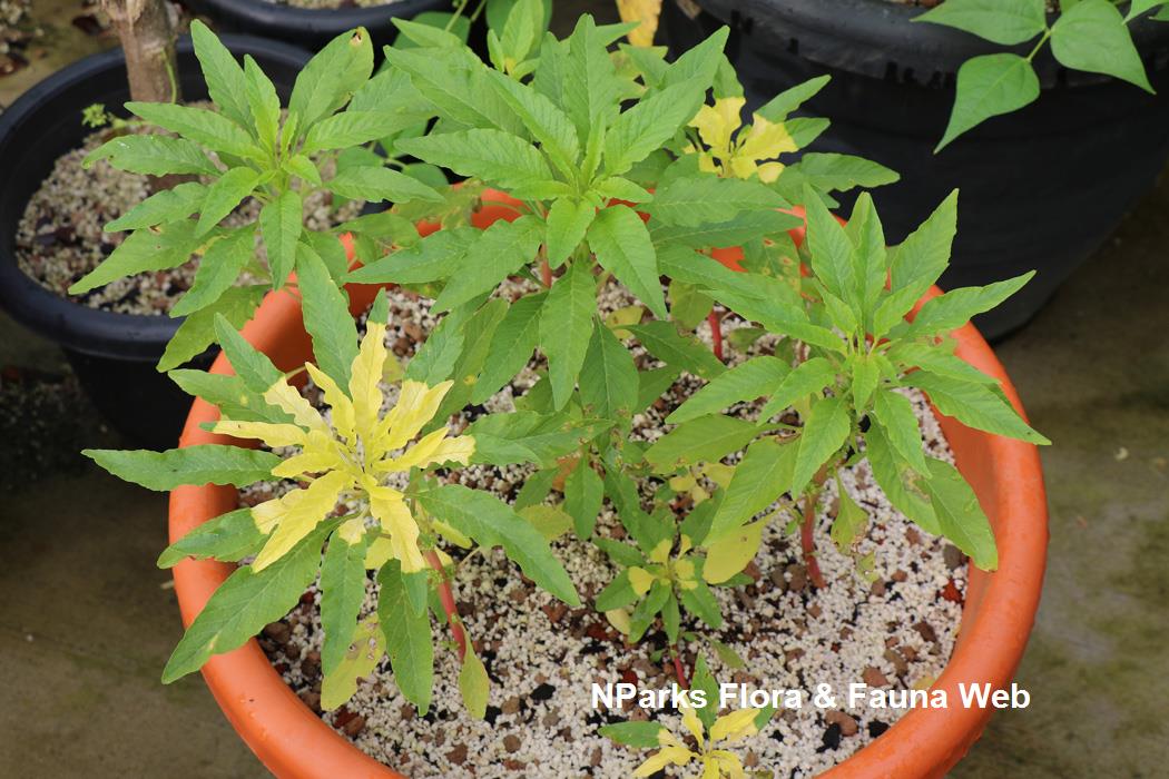 Amaranthus tricolor cv_Jennie Tang_2rs