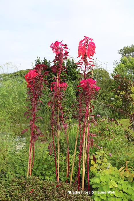 Amaranthus tricolor cv_Jennie Tang_3rs