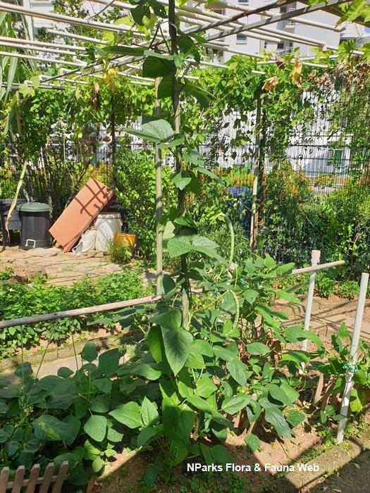 Vigna unguiculata Sesquipedalis Group
