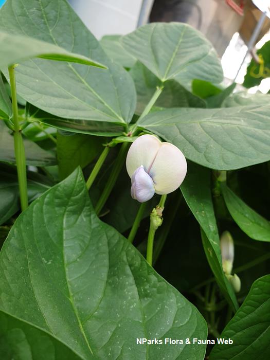 Vigna unguiculata Sesquipedalis Group