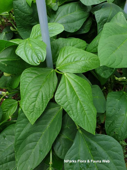 Vigna unguiculata Sesquipedalis Group