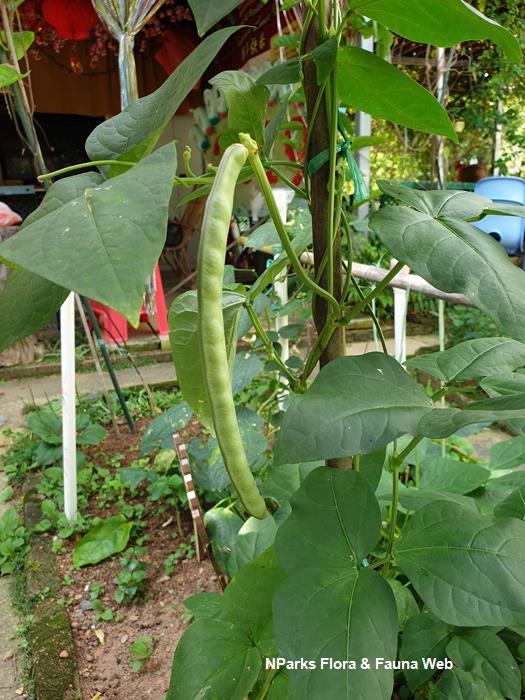 Vigna unguiculata Sesquipedalis Group