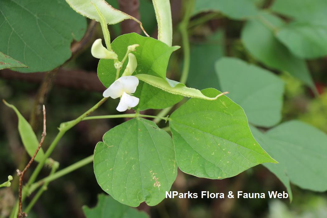 Lablab_purpureus_Alba_Jennie_Tang_1