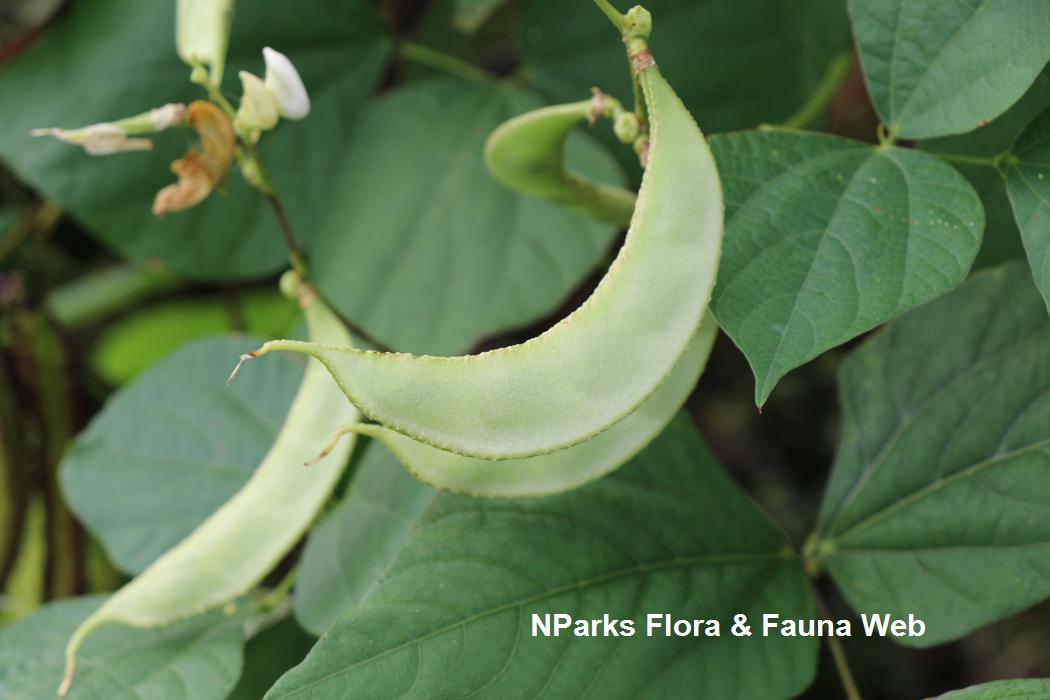 Lablab_purpureus_Alba_Jennie_Tang_2