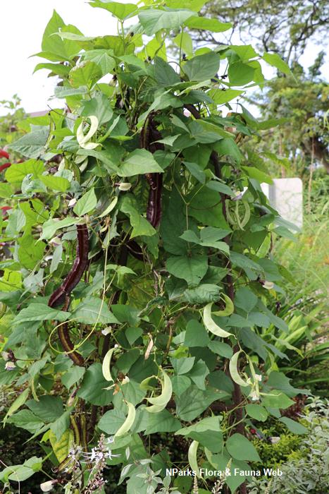 Lablab_purpureus_Alba_Jennie_Tang_3