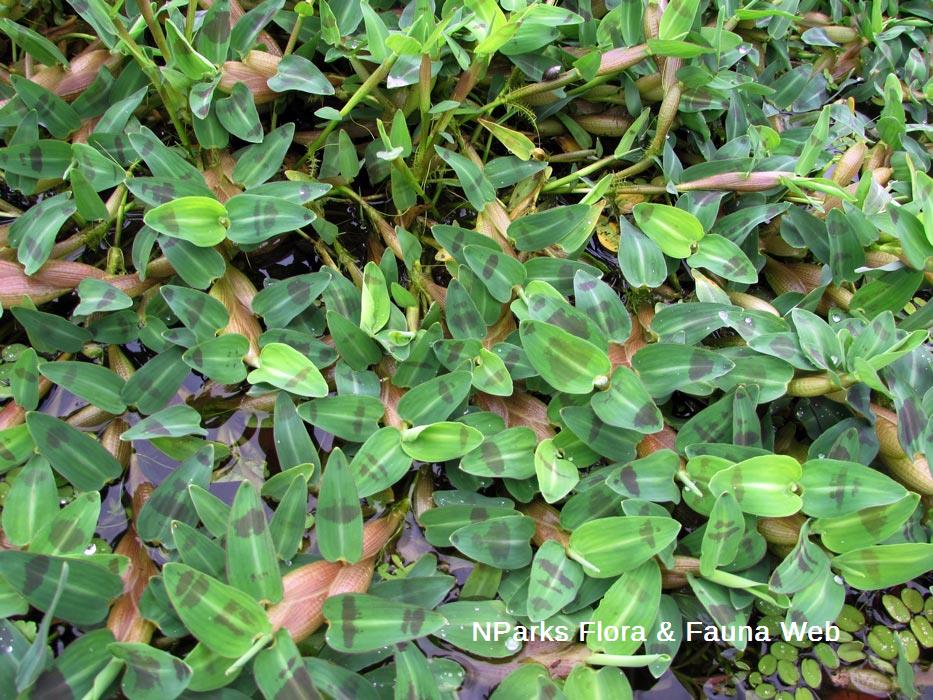 Hygroryza_aristata_Vicky_Lim_Yen_Ngoh_1