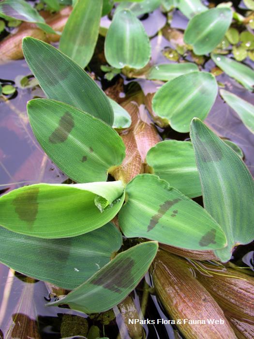 Hygroryza_aristata_Vicky_Lim_Yen_Ngoh_2