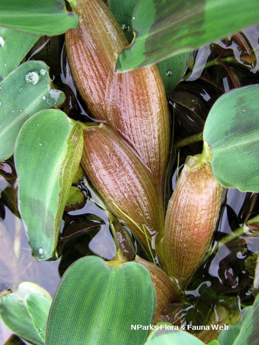 Hygroryza_aristata_Vicky_Lim_Yen_Ngoh_3