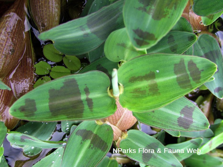 Hygroryza_aristata_Vicky_Lim_Yen_Ngoh_4