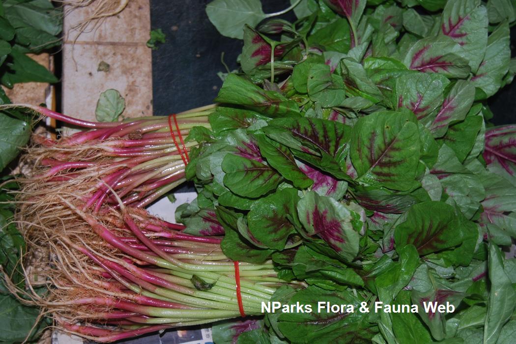 Amaranthus_tricolor_Jennie_Tang_1