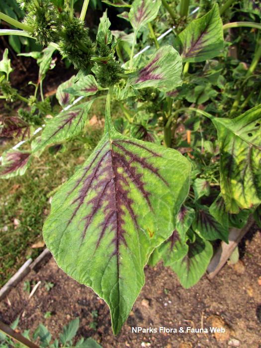 Amaranthus_tricolor_Vicky_Lim_Yen_Ngoh_1