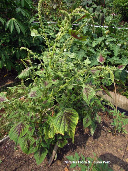 Amaranthus_tricolor_Vicky_Lim_Yen_Ngoh_2