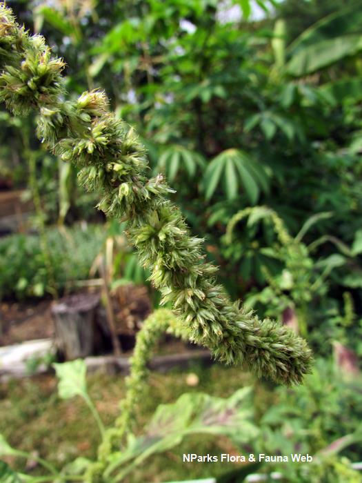 Amaranthus_tricolor_Vicky_Lim_Yen_Ngoh_3