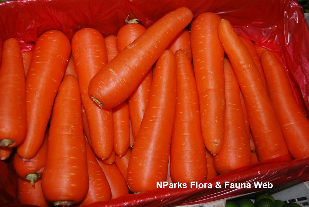 NParks Daucus carota subsp sativus