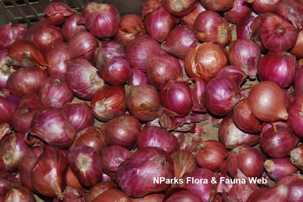 Allium ascalonicum