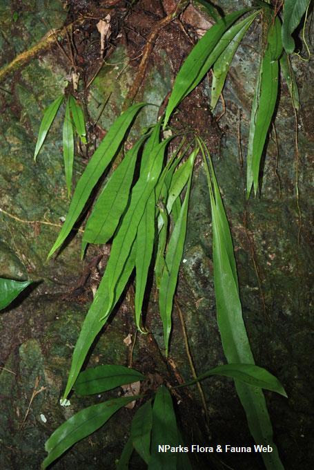 Microsorum punctatum_BKF