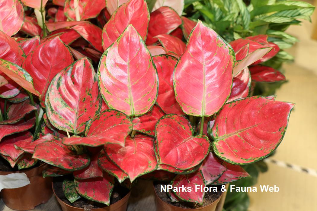 Aglaonema Sexy Red