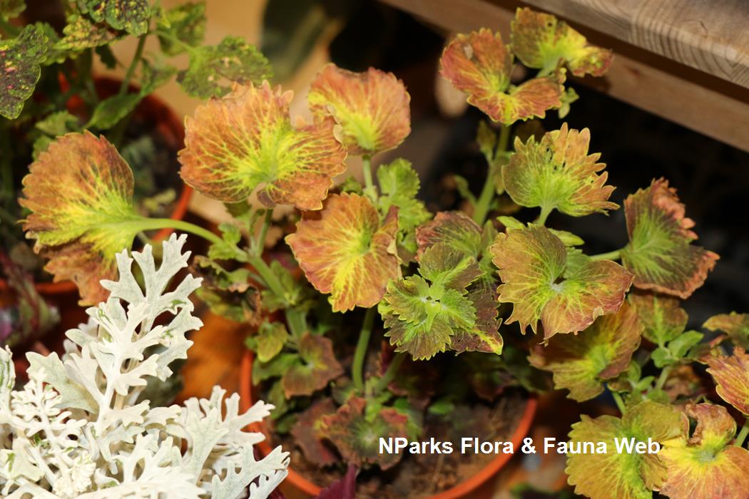 Coleus scutellarioides Tilt A Whirl